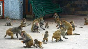 Monyet Liar Serbu Warga Satu Kampung, 6 Orang Terluka, Seekor Ditembak Mati
