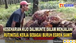 Suka Duka Buruh Egrek Kelapa Sawit – Bekerja Tidak Peduli Hujan dan Panas (Part II Habis)