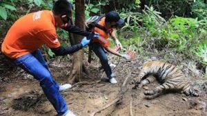 Memilukan, 3 Ekor Harimau Sumatera Mati Terjerat Jebakan Kawat Para Pemburu Liar