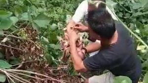 Tega..! Wanita Pembuang Bayinya Sendiri di Tumpukan Sampah, Ditangkap Polisi, Ini Kronologisnya