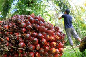 Kelapa sawit Terus Naik sejak Setahun Terakhir, Saat Ini Sudah Mencapai Rp2.920 Per’kilogram