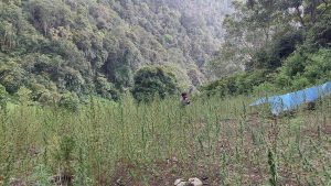 Polda Sumut Temukan 2 Hektare Ladang Ganja di Pegunungan Tor Mangompang