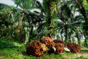 Wilmar Group Kuasai Perkebunan Kelapa Sawit Dunia, 65 Persen Ada di Indonesia
