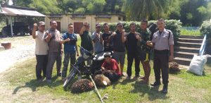 PAM PTPN III KRPPT, Amankan 1 Pencuri Produksi dan 1 Septor.