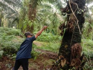 Teknis pengendalian Gulma di Kebun Bandar Selamat PTPN III dengan sistem Rotasi