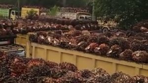 12 Juragan Sawit Terkaya di Indonesia, Siapa Paling Tajir?