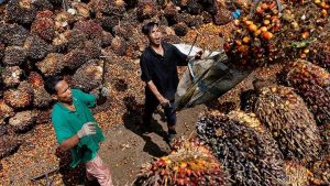 68 Pabrik Kelapa Sawit Tutup karena Kesulitan Jual CPO