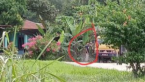 Maraknya Pungli Dilakukan oleh Oknum Preman Kampung di Desa Batu Anam.