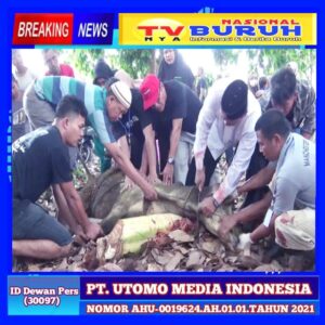 Warga Desa Bandar Labuhan Dusun II Saksikan Penyembelihan Hewan Qurban Idul Adha 2024, Kades Hajeman: 49 Ekor Sapi Disembelih Tahun Ini.
