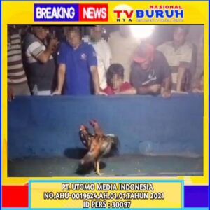 Dari Aduan Warga Ke Redaksi! Perjudian Sabung Ayam di Wilayah Hukum Polres Blitar Seakan Kebal Hukum, Diduga Ada Oknum APH Jadi Bekingan Sabung Ayam