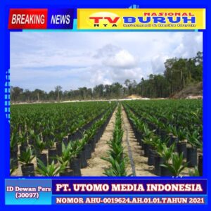 Pameran Sawit Indonesia Expo 2024 Bakal Diikuti 12 Produsen Benih Terbaik di Indonesia