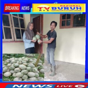 Panen Melon! Petani Dibawah Jalur Transmisi PT INALUM Berikan Sebagian Hasil Panennya Ke Warga Sekitar