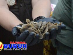 Tim Gabungan Gakkum KLHK Berhasil Gagalkan 1,2 Ton Sisik Trenggiling di Asahan