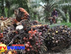 Perjuangkan Status Pekerja BHL Menjadi Pekerja Tetap, FSPMI RIAU: Harapan Buruh Perkebunan