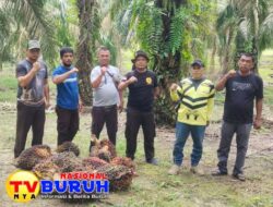 Diduga Polres Labuhanbatu dan Polres Labusel Kinerjanya Makan Tidur, Terbukti! Pencuri Kelapa Sawit Merajalela di Perkebunan PTPN IV Regional I Rantauprapat