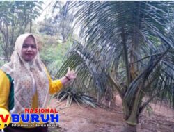 Pemberian Bibit Kelapa dan Jeruk Nipis di Desa Tanjung Morawa B Sesuai Regulasi, 90% Terealisasi ke Warga