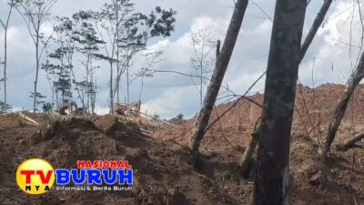 Lumpur Bendungan Kali Betih Betih Membuat Tanaman Karet dan Sekitarnya Rusak Parah