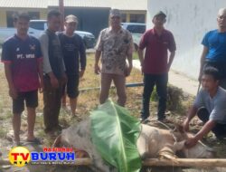 Bagikan Daging Kurban ke 2 Desa, PT MSB Sembelih Hewan Kurban