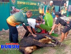 Denpom II/3 Lampung Melaksanakan Penyembelihan 9 Ekor Sapi dan 14 Ekor Kambing Hewan Qurban Idul Adha 1446H