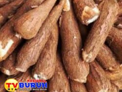 Pabrik Singkong di Way Kanan Tabrak Harga Batas aturan Gubernur