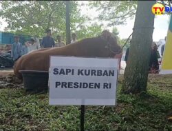 Sapi Qurban Presiden RI, Gubsu dan Bupati Deli Serdang Nyaris Sama Besar Bobotnya, terkecuali Wagubsup Bobot Besarnya Seperti ini?