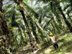 Buruh Harian Perkebunan Kelapa Sawit di Riau Menanti Kepastian