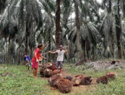 PT TJS Diduga Langgar Hak Pekerja PHK, Pekerja Tidak Diupah Layak dan Tak Didaftarkan BPJS   