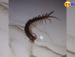 Lipan Masuk Rumah, Ini Arti dan Maknanya!