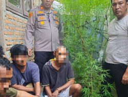 Informasi dari Warga! Polsek Dolok Masihul Tangkap 3 Pelaku Penanam Pohon Ganja