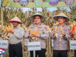 Polres Serdang Bedagai Ikut Panen Jagung Serentak Kuartal I 2026, Wakapolres dan Bupati Beri Penegasan Ketahanan Pangan