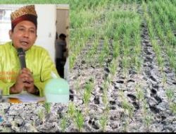 Jeritan Petani Terkait Pupuk Bersubsidi Tak Didengar Kadis DKPP Rohil, Diduga Kadisnya Pekak, Dikonfir Bisu Diam Seribu Bahasa