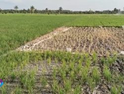 Sulitnya Air dan Pupuk Bersubsidi Awal Gagal Panen Para Petani Menanam Padi, Kadis DKPP Rokan Hilir Dikonfir Membisu!