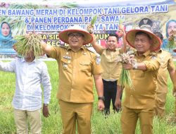 Menguntungkan! Petani Desa Sidodadi Ramunia Pilih Tanam Bawang Merah