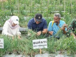 Bupati Turun Langsung ke Ladang: Normalisasi Irigasi dan Panen Bawang Merah Bersama Petani Beringin, Janji Pastikan Harga Layak