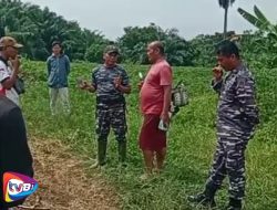 Gawat! Oknum Angkatan Laut Kodaeral I Pindah ke Darat Tanam Cabai di Tanah Kelompok Tani di Desa Limau Manis