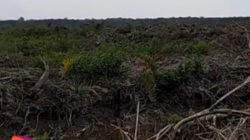 Lahan Percetakan Sawah Seluas 60 Hektar Di Palika Diduga Menelan Korban, Kinerja Kepala Dinas DKPP Rohil Dipertanyakan?