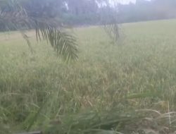 Padi Milik Warga Satu Setengah Rante Habis Dibabat Maling di Desa Sialang Buah