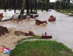 Detik-Detik Sapi Hanyut Diterjang Banjir, Kembali Lagi Untuk Menyeberang Dekat Lokasi yang Sama, Akhirnya?