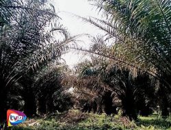 Tanah Raja Terserang UPDKS, PTPN IV Kebun Diduga Lalai Menjaga Aset Negara