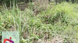 AJH Minta APH Usut Dugaan  Dana Pemeliharaan Milik PTPN IV Regional 1 Kebun Tanah Raja