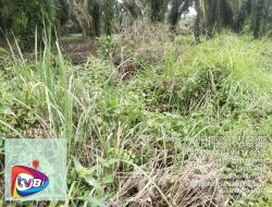 AJH Minta APH Usut Dugaan  Dana Pemeliharaan Milik PTPN IV Regional 1 Kebun Tanah Raja