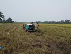 Hasil Pertanian Meningkat, Petani dan Masyarakat Apresiasi Kinerja Dinas Pertanian Serdang Bedagai